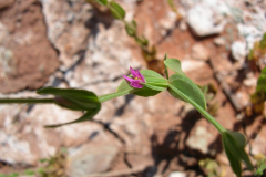 Centaurium-pulchellum