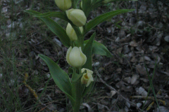 Cephalanthera-damasonium