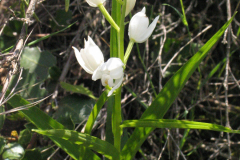 Cephalanthera-longiflora