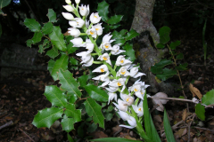 Cephalanthera-longifolia