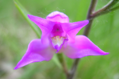 Cephalanthera-rubra