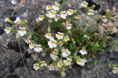 Chaenorhinum-crassifolium