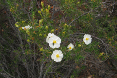 Cistus-clusii