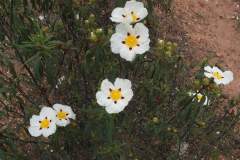 Cistus-ladanifer