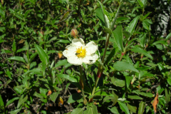 Cistus-laurifolius-flor