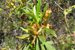 Cistus-monspeliensis