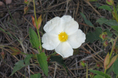 Cistus-salviifolius