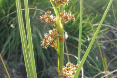 Cladium-mariscus