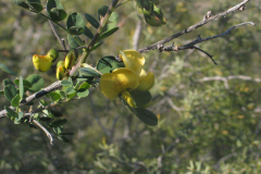 Colutea-brevialata-flores