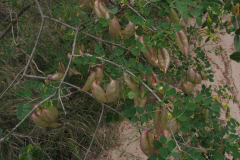 Colutea-brevialata-frutos