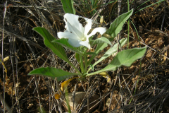 Convolvulus-lineatus