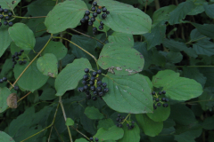 Cornus-sanguinea