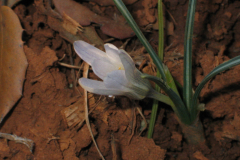 Crocus-nevadensis-1