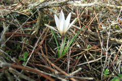 Crocus-nevadensis-2