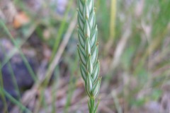 Crucianella-angustifolia