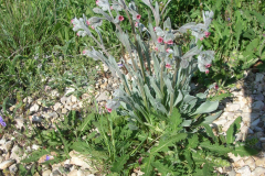Cynoglossum-cheirifolium