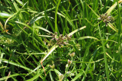 Cyperus-fuscus-1