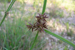 Cyperus-fuscus-2