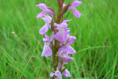 Dactylorhiza-elata-1