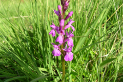 Dactylorhiza-elata-2