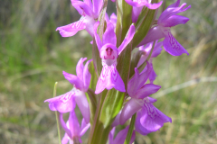 Dactylorhiza-elata-3