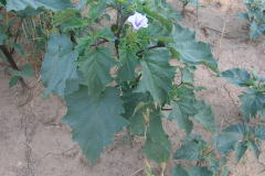 Datura-stramonium