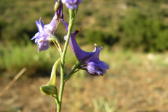 Delphinium-gracile