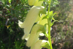 Digitalis-obscura-2-forma-albina