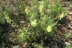 Digitalis-obscura-forma-albina