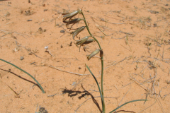 Dipcadi-serotinum