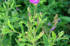 Epilobium-hirsutum