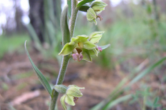 Epipactis-atrorubens