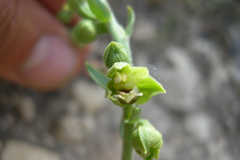 Epipactis-kleinii