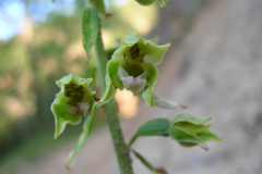 Epipacts-rhodanensis