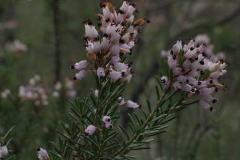 Erica-multiflora