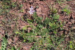 Erodium-cicutarium