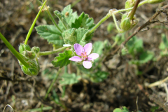 Erodium-malacoides