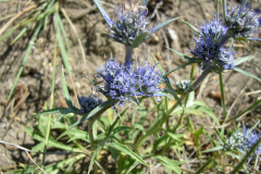 Eryngium-dilatatum