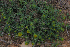 Euphorbia-mariolensis
