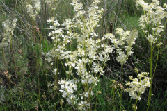 Filipendula-vulgaris