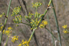 Foeniculum-vulgare