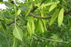 Fraxinus-angustifolia