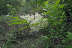 Fraxinus-ornus