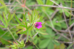 Geranium-dissectum