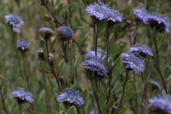 Globularia-alypum