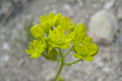 Haplophyllum-linifolium