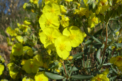 Helianthemum-syriacum