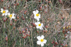 Helianthemum-violaceum