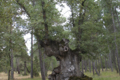 Quercus-faginea_Navodres