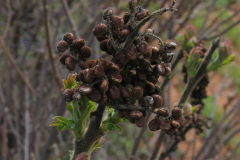 Rhus-coriaria